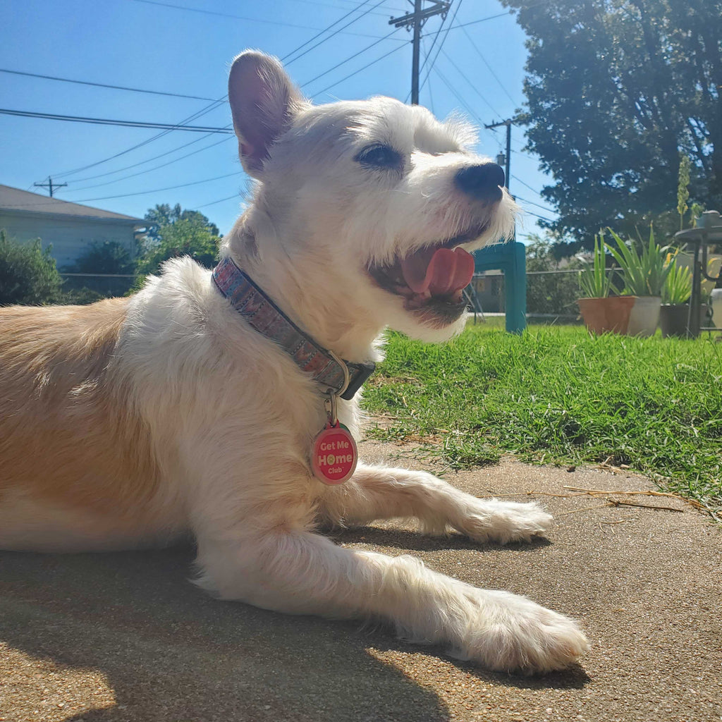 PetHub QR Pet ID Tag – Get Me Home Club by PetHub