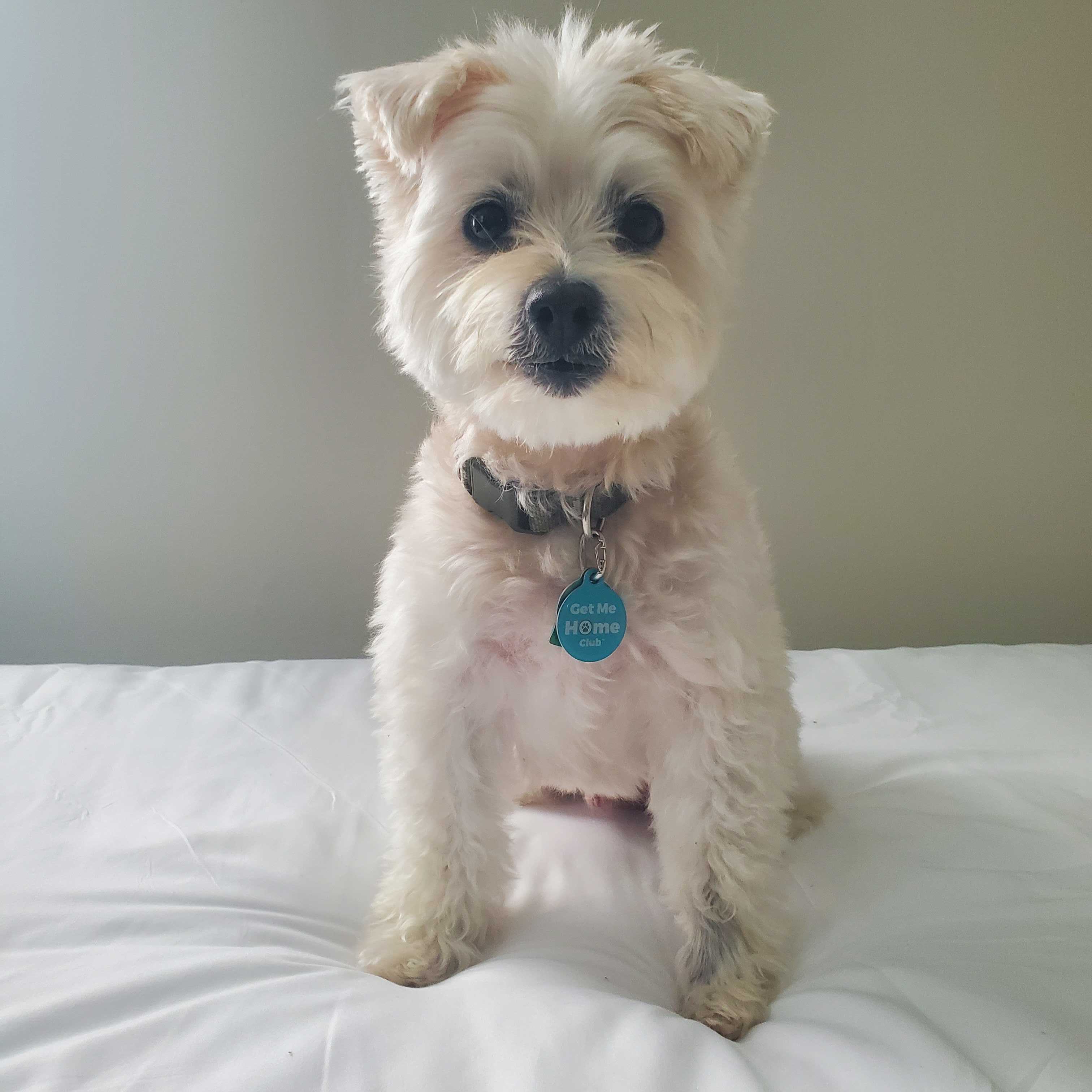 PetHub QR Pet ID Tag – Get Me Home Club by PetHub
