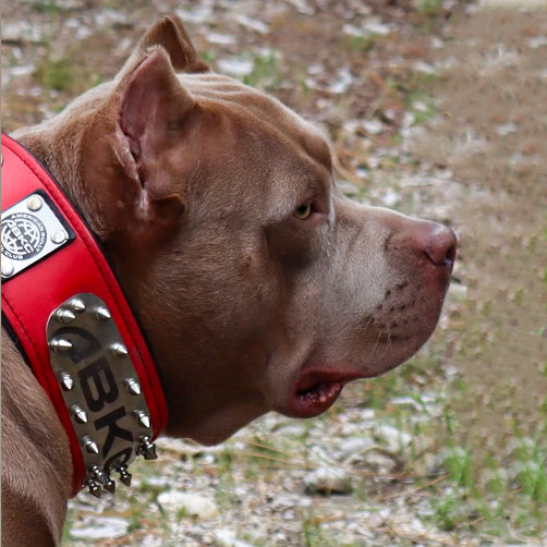 The ABKC Collar by Bestia Dog Gear