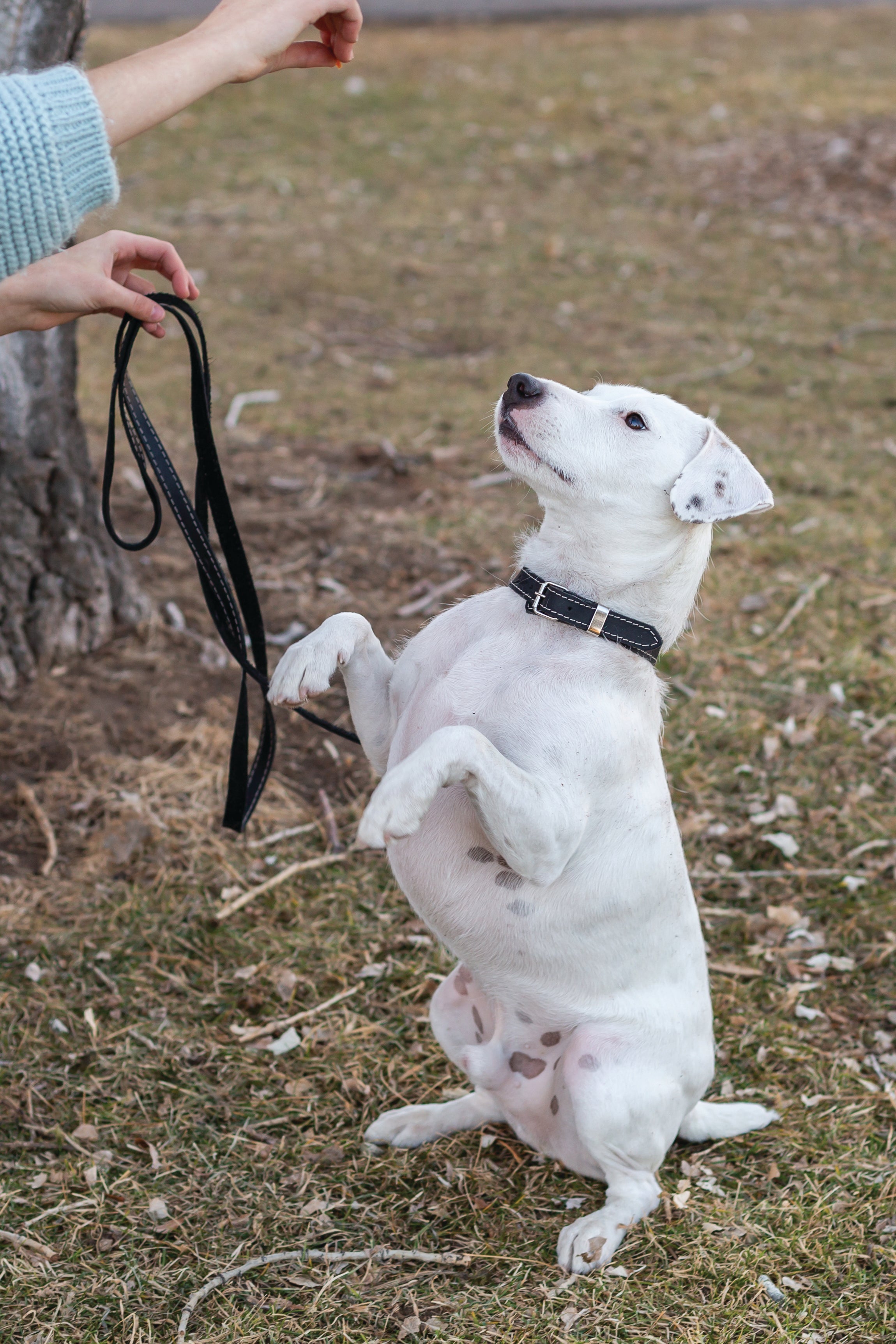 Traditional Black Leather Dog Collar by Euro-Dog Collars and Leads