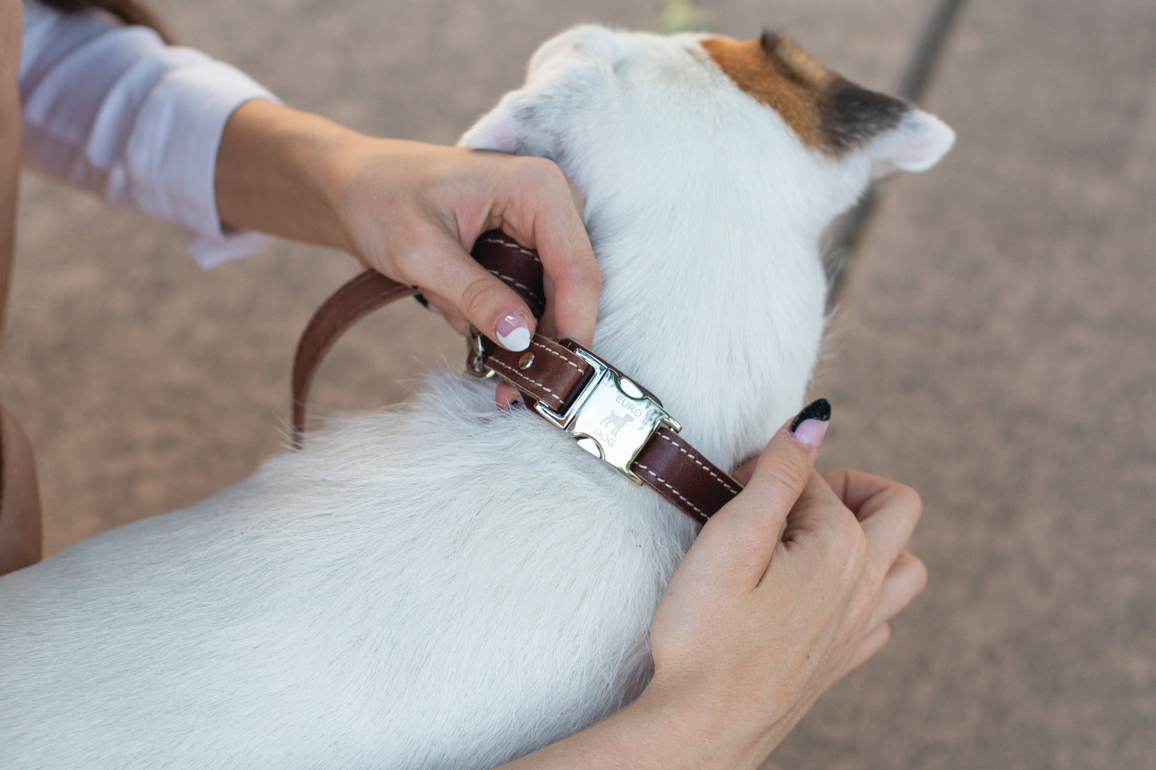 Pro Line Quick-Release Chocolate Leather Dog Collar with Metal Buckle by Euro-Dog Collars and Leads