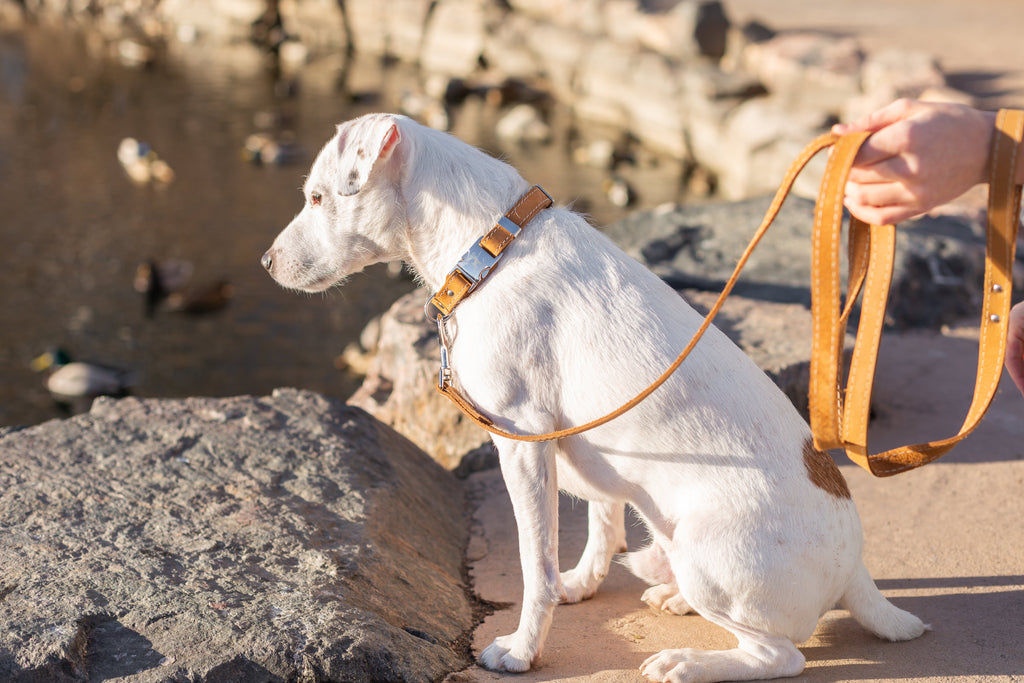 Pro Line Hunting Khaki Leather Leash by Euro-Dog Collars and Leads