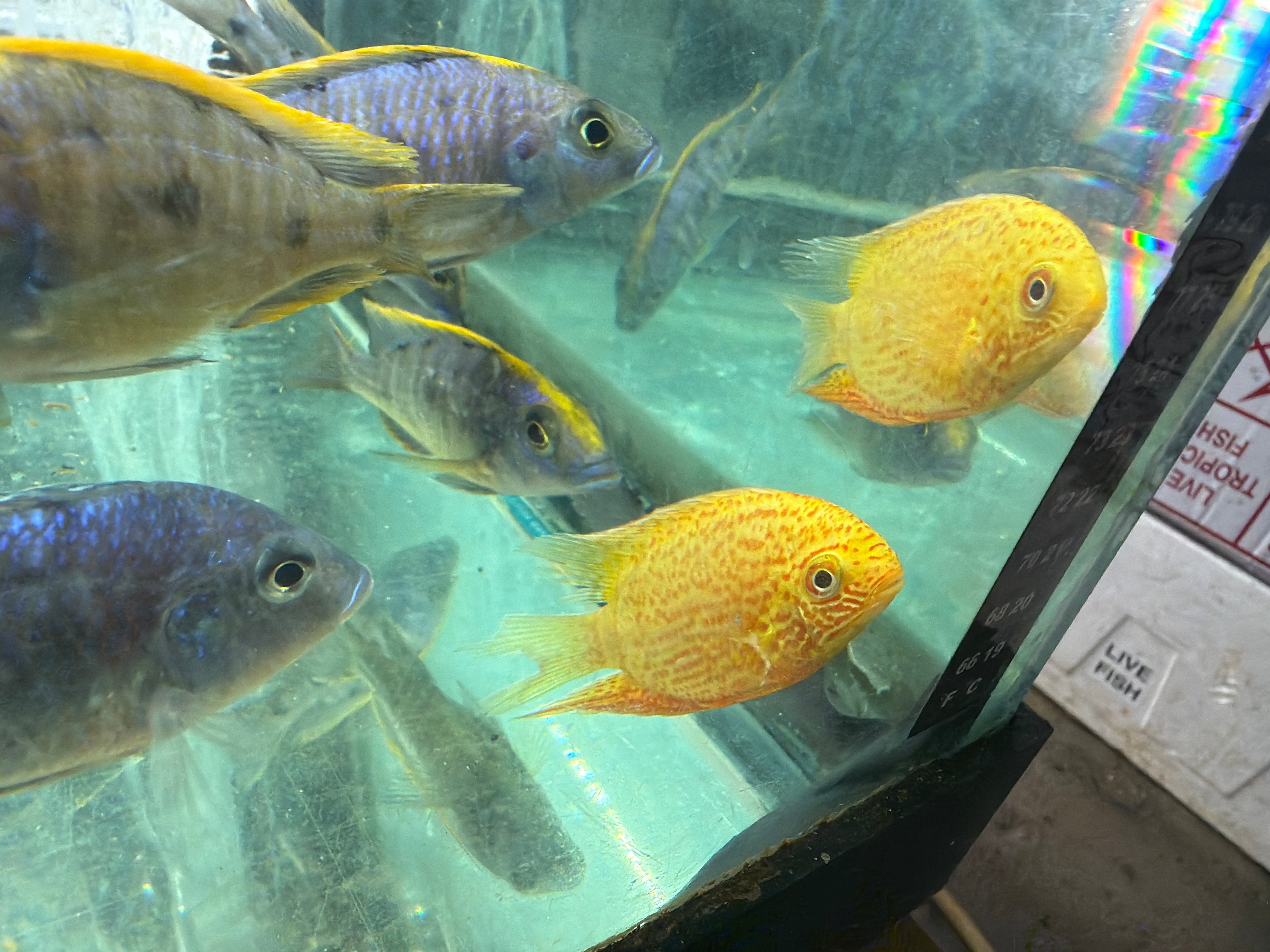 Red Spot Gold Severum (Heros cf. efasciatus) by Danaqua Live Fish & More