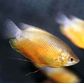 Sunset Thick Lip Gourami (Trichogaster labiosa) by Danaqua Live Fish & More