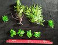 Premium Artificial Aquarium Plant Package for Fish Tank, Tall and Short by Northeast Aquariums LLC