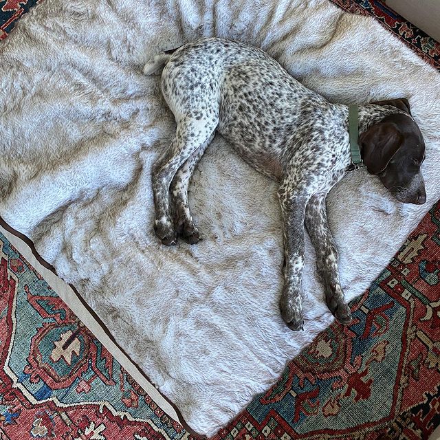 PupProtector™ Summer Short Fur Waterproof Throw Blanket - White with Brown Accents by Paw.com