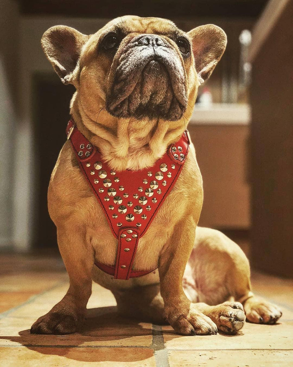 ''Star'' Harness Small to Medium size by Bestia Dog Gear