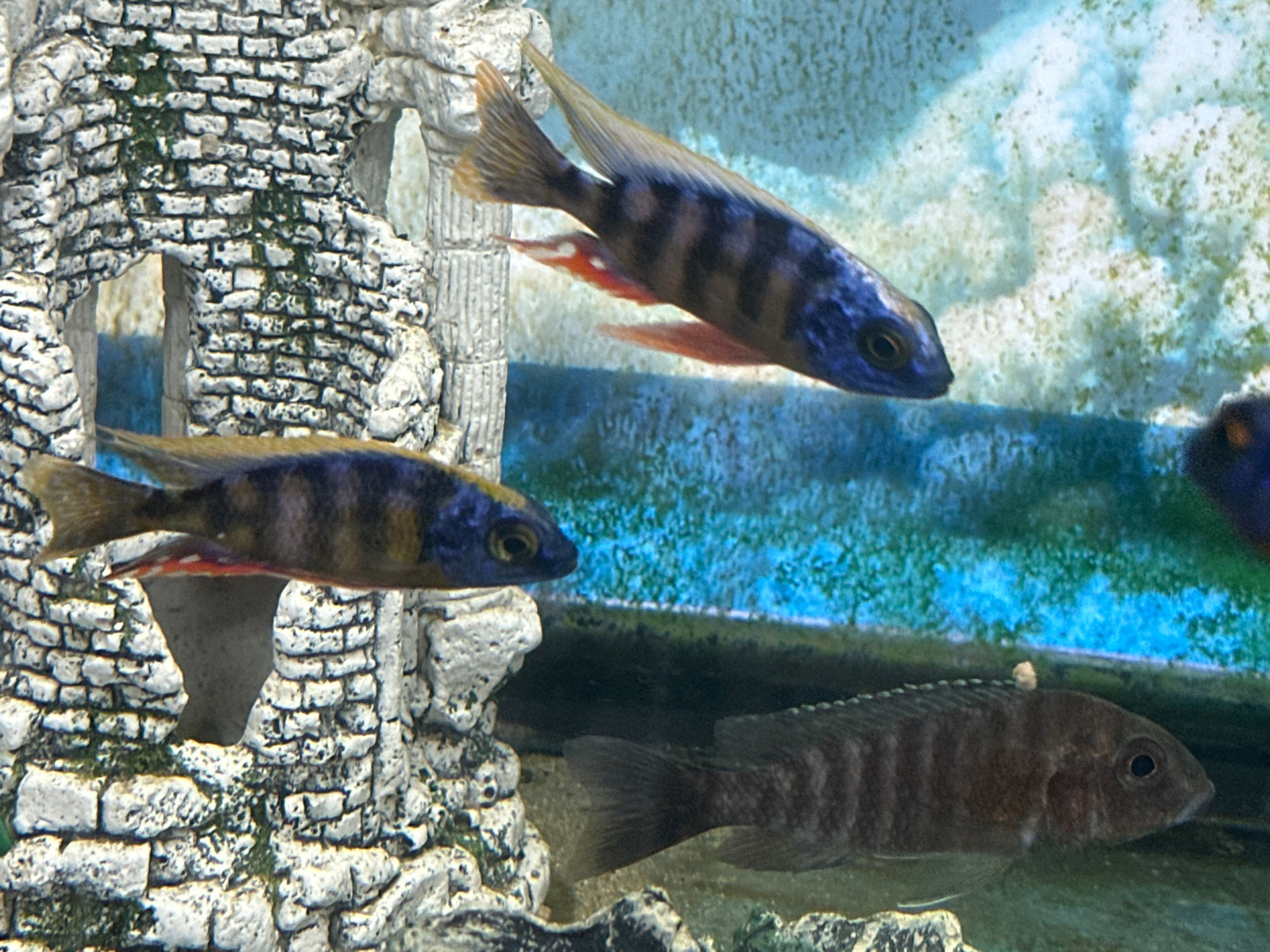 Taiwan Reef Cichlid (Protomelas sp. "Steveni Taiwan") by Danaqua Live Fish & More