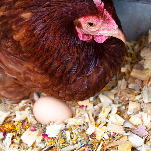 Best Eggs Ever! Nesting Herbs (Chamomile, Roses, Lavender, Cornflowers, & Calendula) For Pet Chickens by Dahlia Pets