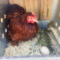 MitesBGone Herbal Blend For Nesting Boxes Or Dust Baths To Repel Mites by Dahlia Pets