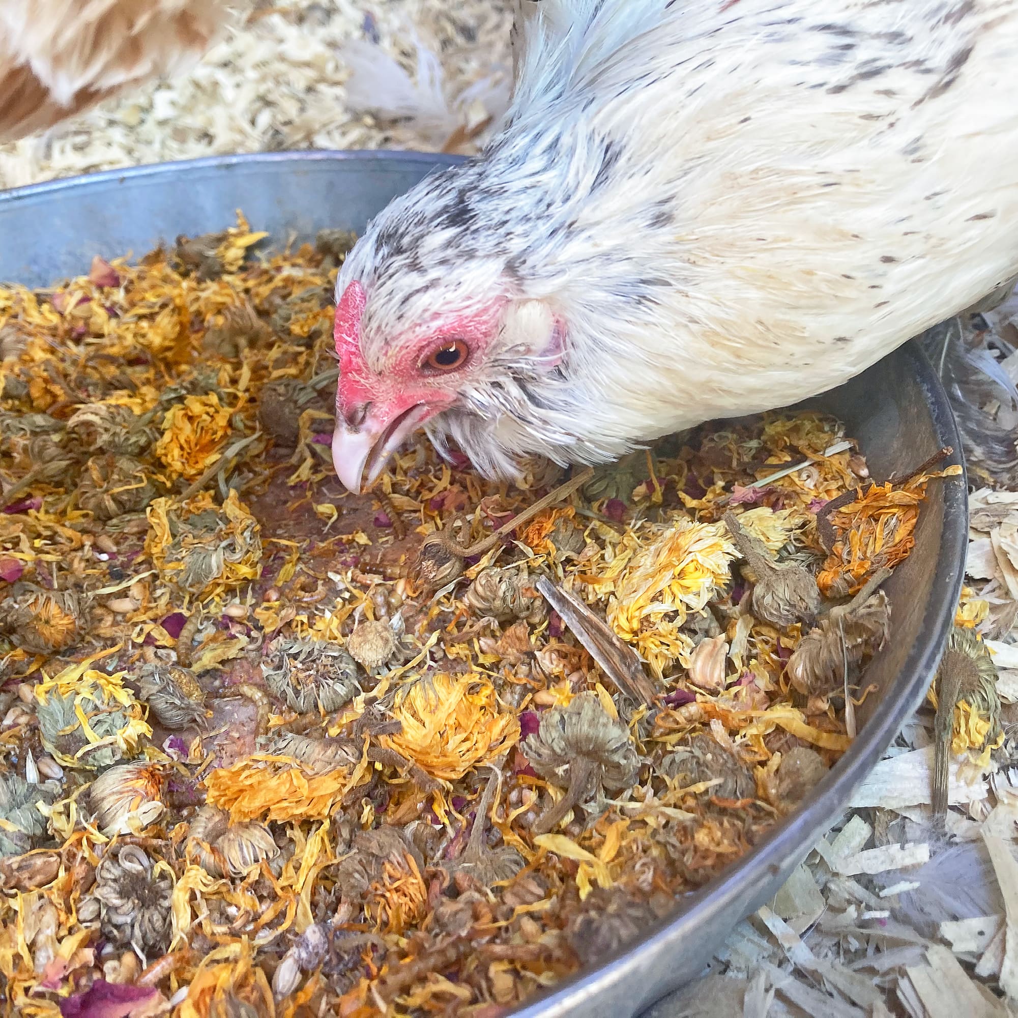 PowerHen (TM) High Protein Treat With Mealworms, Black Soldier Fly Larvae, & Herbs For Backyard Chickens by Dahlia Pets