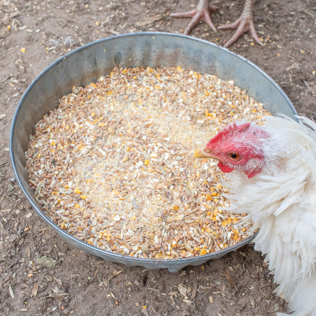 Fluffiest Feathers Ever! Chicken Feed Supplement For Great Feathers by Dahlia Pets