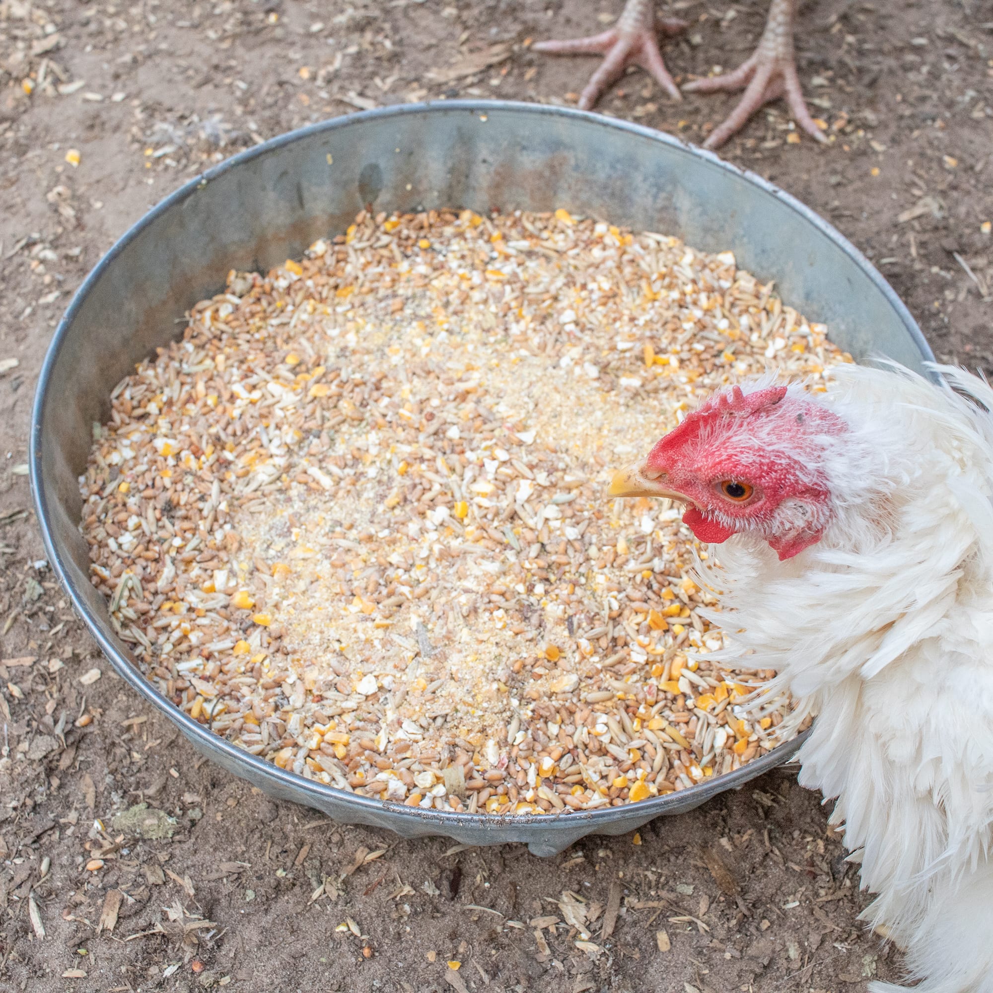 Fluffiest Feathers Ever! Chicken Feed Supplement For Great Feathers by Dahlia Pets
