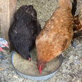 Herbal Layer Feed With Oregano & Garlic - [Oyster Shells Pre-mixed in] by Dahlia Pets