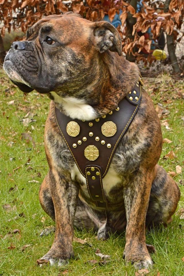 The "Maximus" brown harness by Bestia Dog Gear