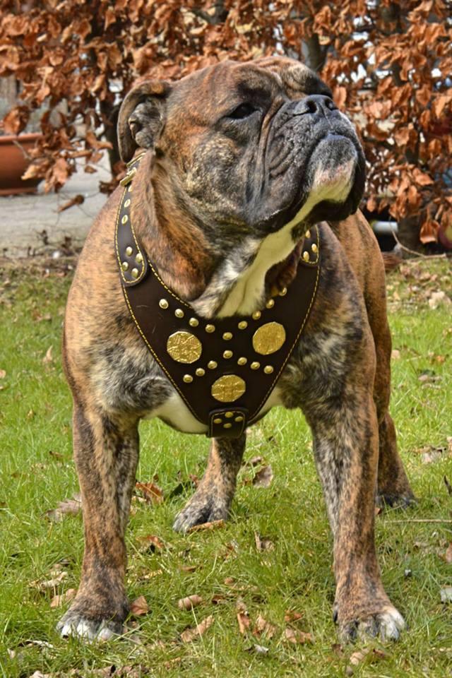 The "Maximus" brown harness by Bestia Dog Gear