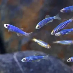 Zebra Danios by Danaqua Live Fish & More