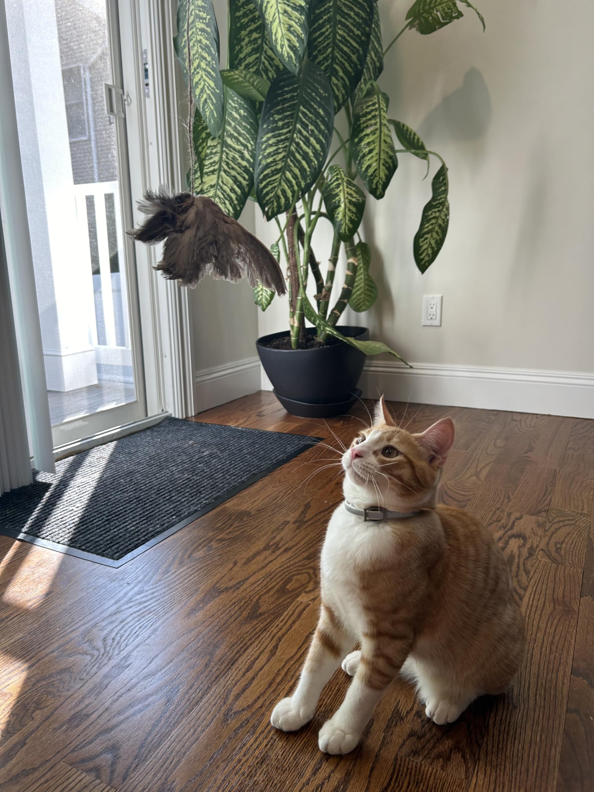 Wing on String Cat Toy - Real Bird Wing Dog Training Supplies & Accessories, Quail Wing Bird Scent Interactive Play for Cats, Hunting Dog Training Bird Retrieval Cat Trainer by Quailz.com by Undique LLC