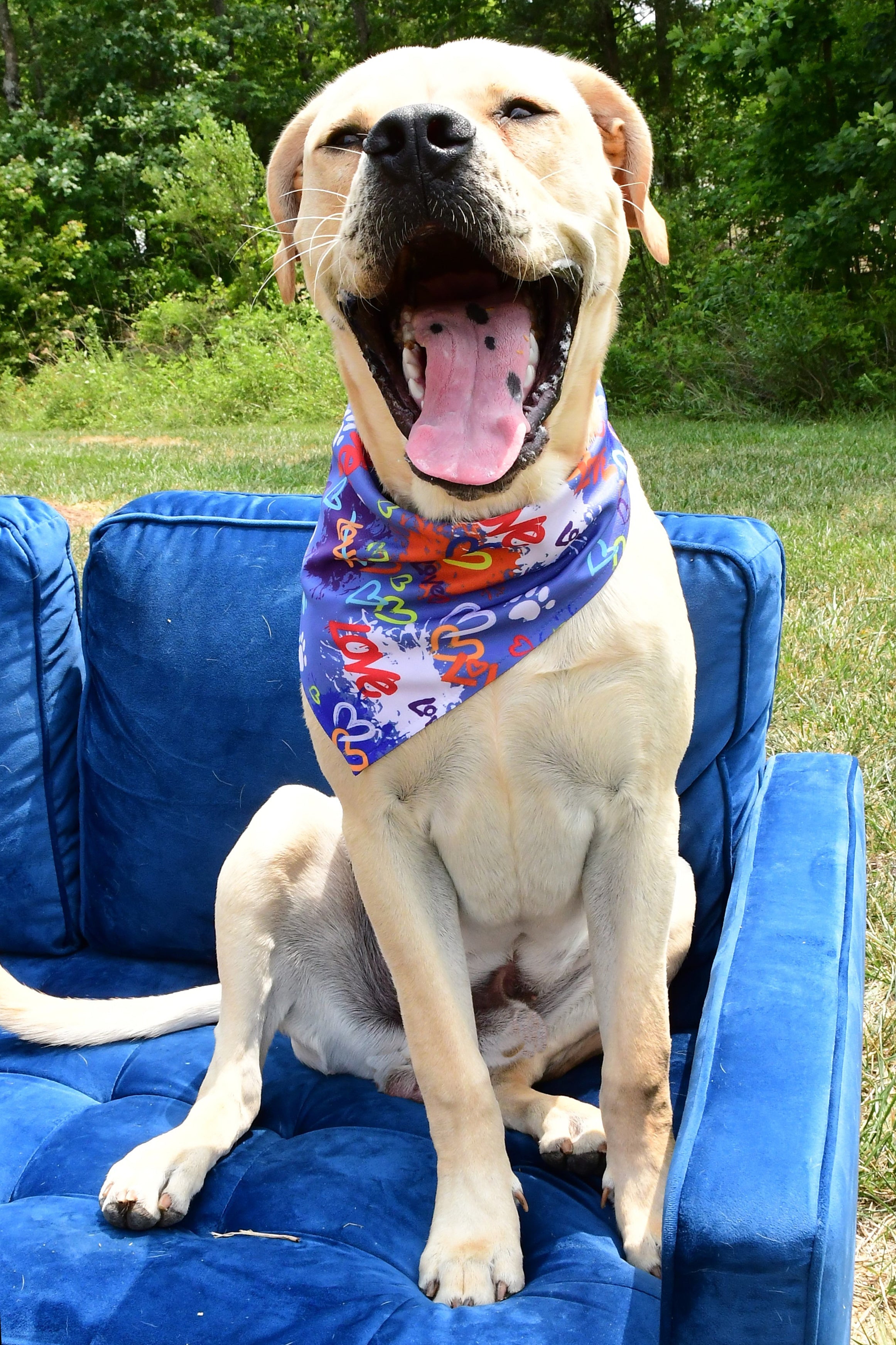 Love Graffiti Blue Dog Bandana by 2 Hounds Design