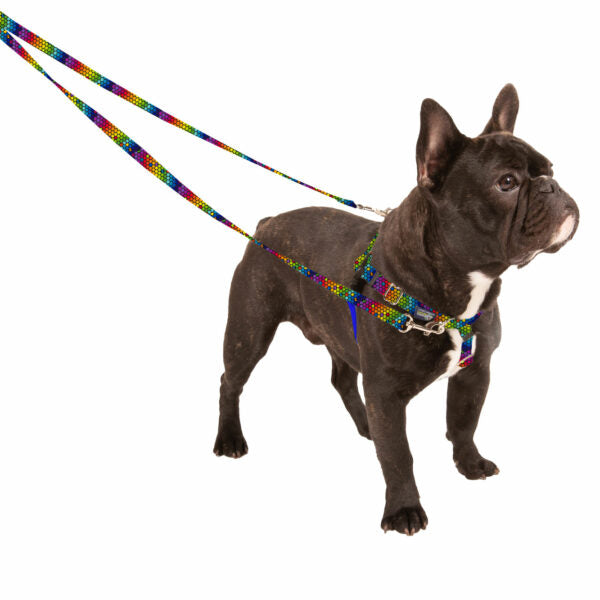 ROY G BIV Freedom No-Pull Dog Harness – EarthStyle by 2 Hounds Design