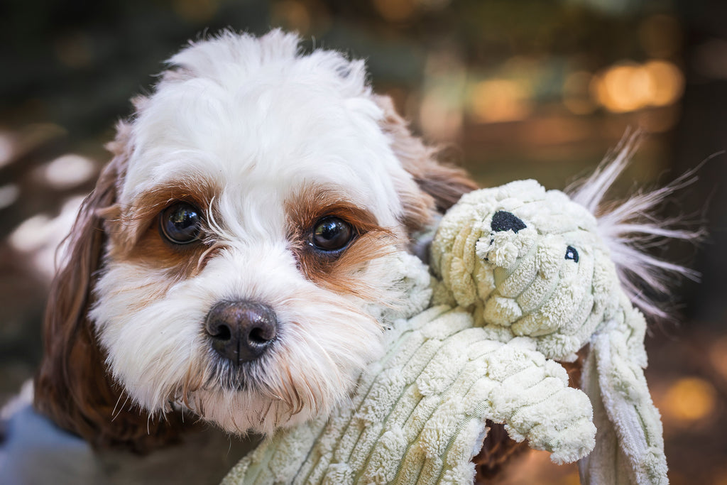 Barnyard HuggleFlatties™ Assorted Durable Plush Dog Toys (3pk) by HuggleHounds