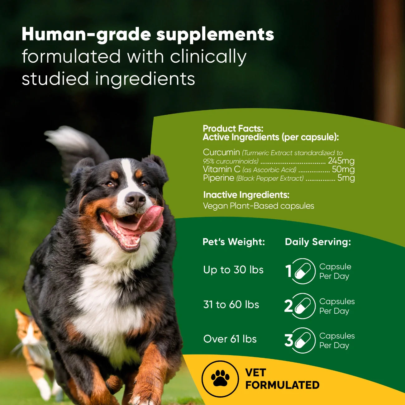 Turmeric by Rooted Owl Pet Supplements