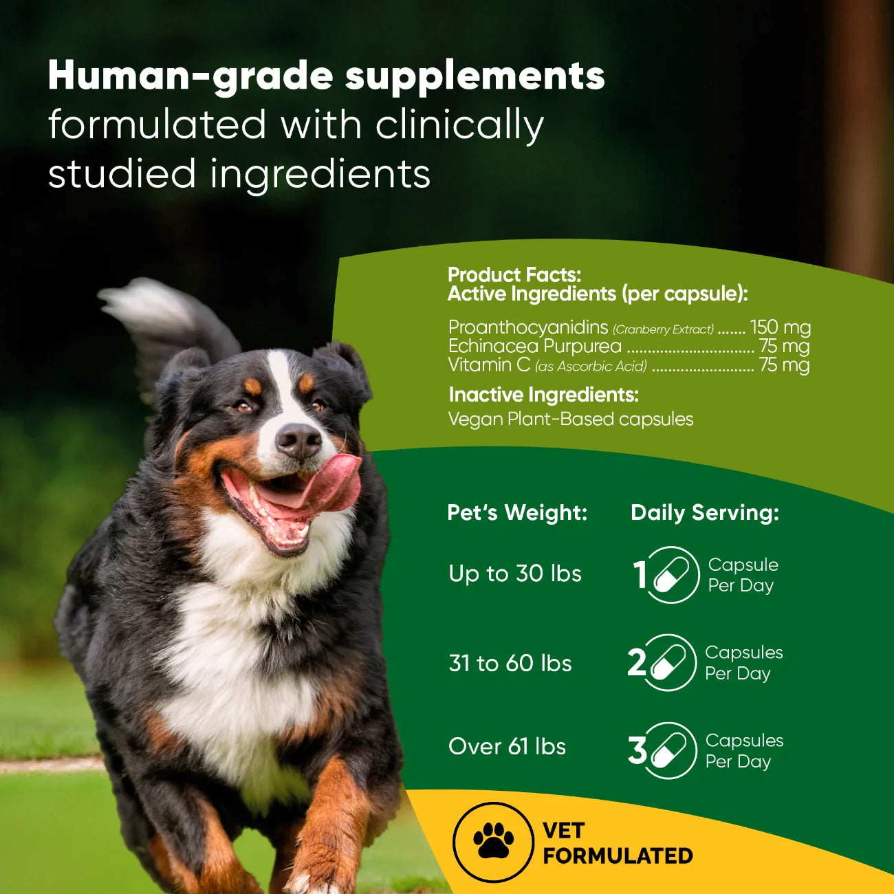 Urinary Support by Rooted Owl Pet Supplements