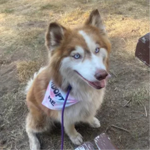 Adopt Me Tie Dye Dog Bandana Best Seller by Happy Tails Outfitters