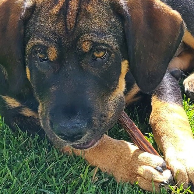 6 Inch Beef Jerky Stick by Bully Bunches