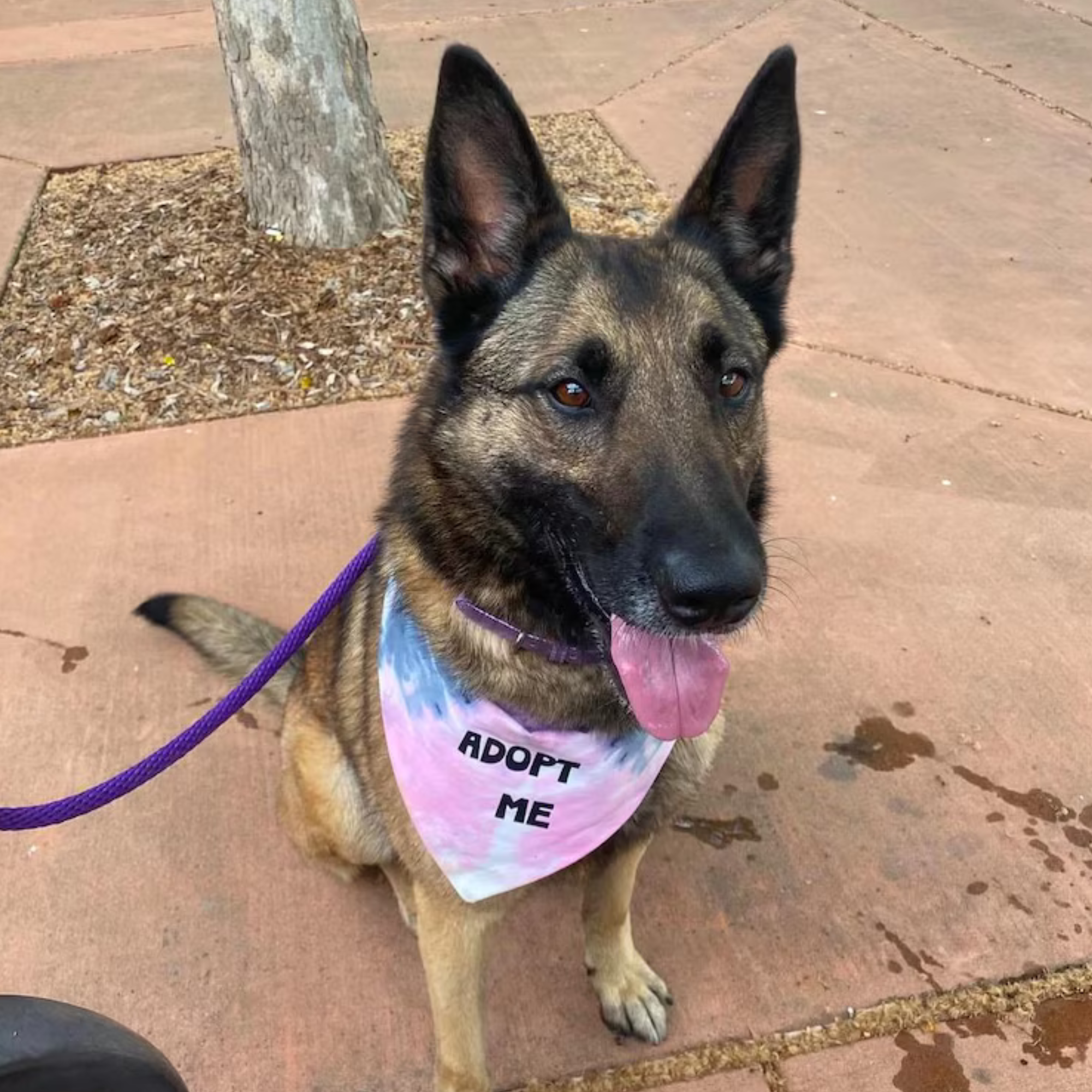 Adopt Me Tie Dye Dog Bandana Best Seller by Happy Tails Outfitters