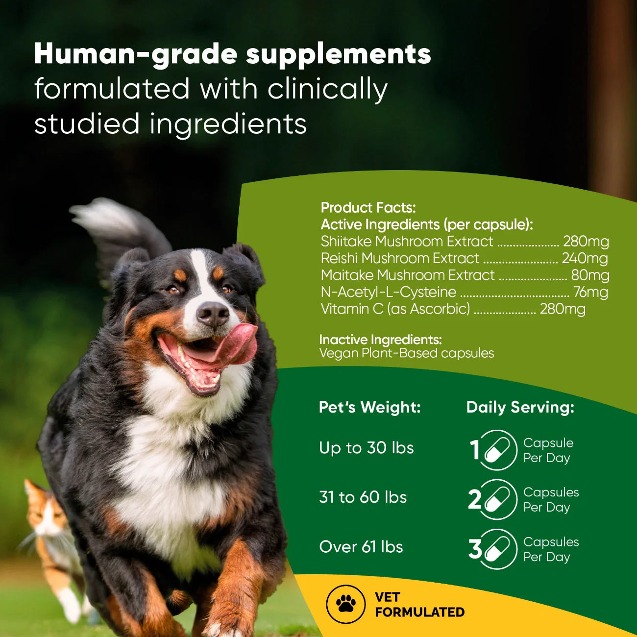 Mushroom Immune Support by Rooted Owl Pet Supplements