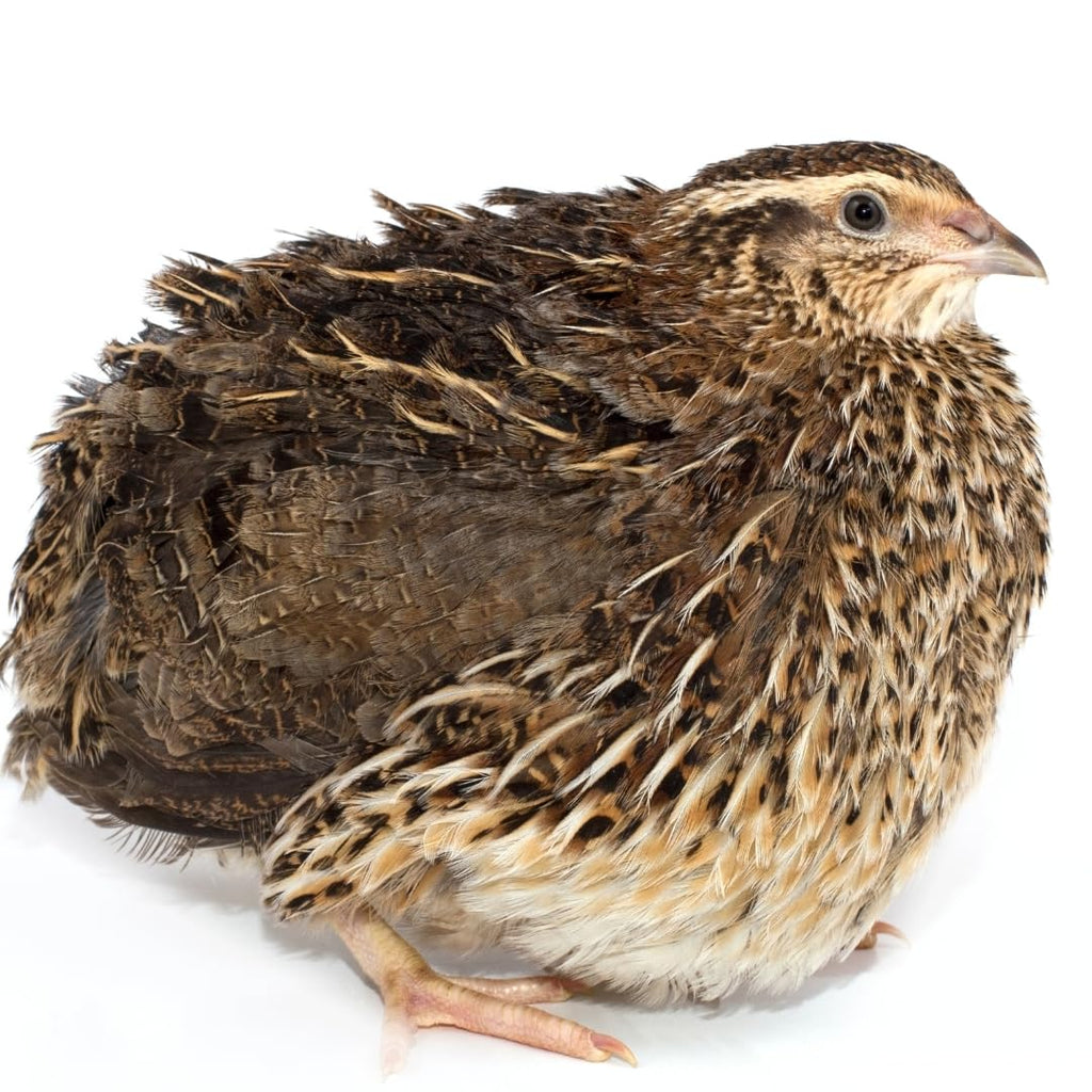 36 Quail Eggs for Hatching - Fertile Coturnix Selection Hens Choice, AI & NPIP Certified, Sustainably Sourced from Family-Run Farms, Farm Fresh Delivery with Minimal Breakage by Quailz.com by Undique LLC