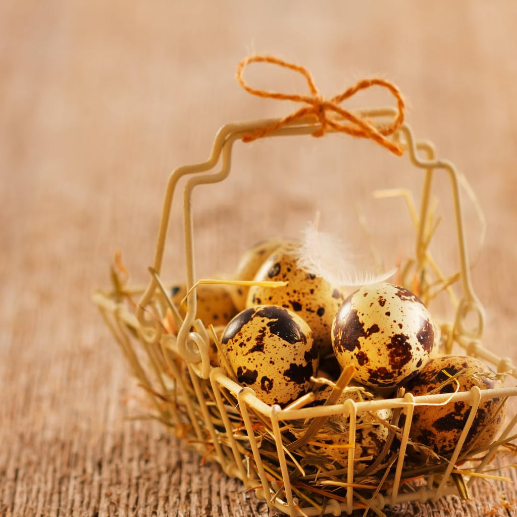 Empty Whole Eggshells Quail Eggs Hollowed - Set of 10 Cleaned Hollow Quail Eggs Perfect for Crafting and Decoration by Quailz.com by Undique LLC