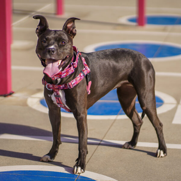 Love Graffiti Red Freedom No-Pull Dog Harness – Earthstyle by 2 Hounds Design