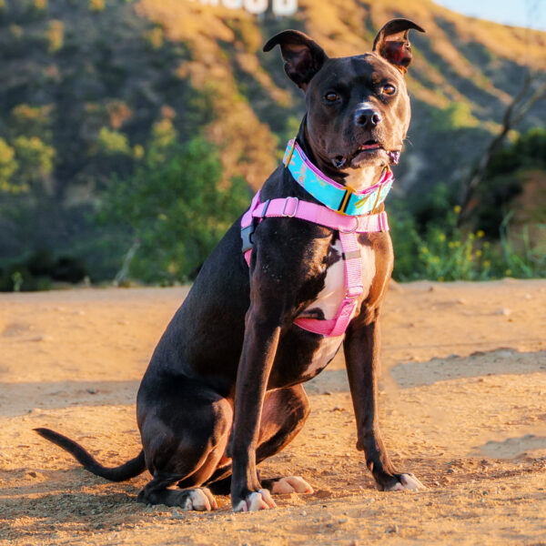 Rose Pink Freedom No-Pull Dog Harness by 2 Hounds Design