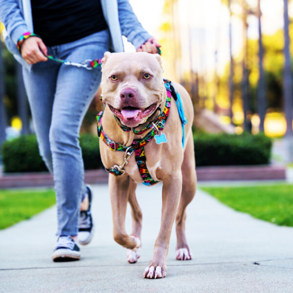 Paper Flags Freedom No-Pull Dog Harness – EarthStyle by 2 Hounds Design