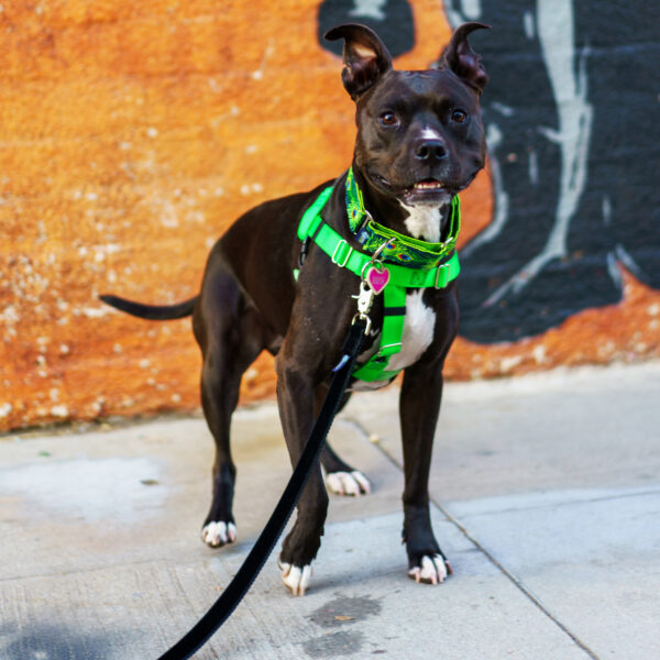 Neon Green Freedom No-Pull Dog Harness by 2 Hounds Design