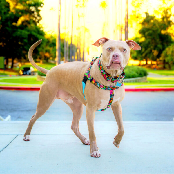 Paper Flags Freedom No-Pull Dog Harness – EarthStyle by 2 Hounds Design
