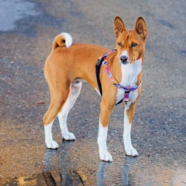Love Graffiti Blue Freedom No-Pull Dog Harness – Earthstyle by 2 Hounds Design