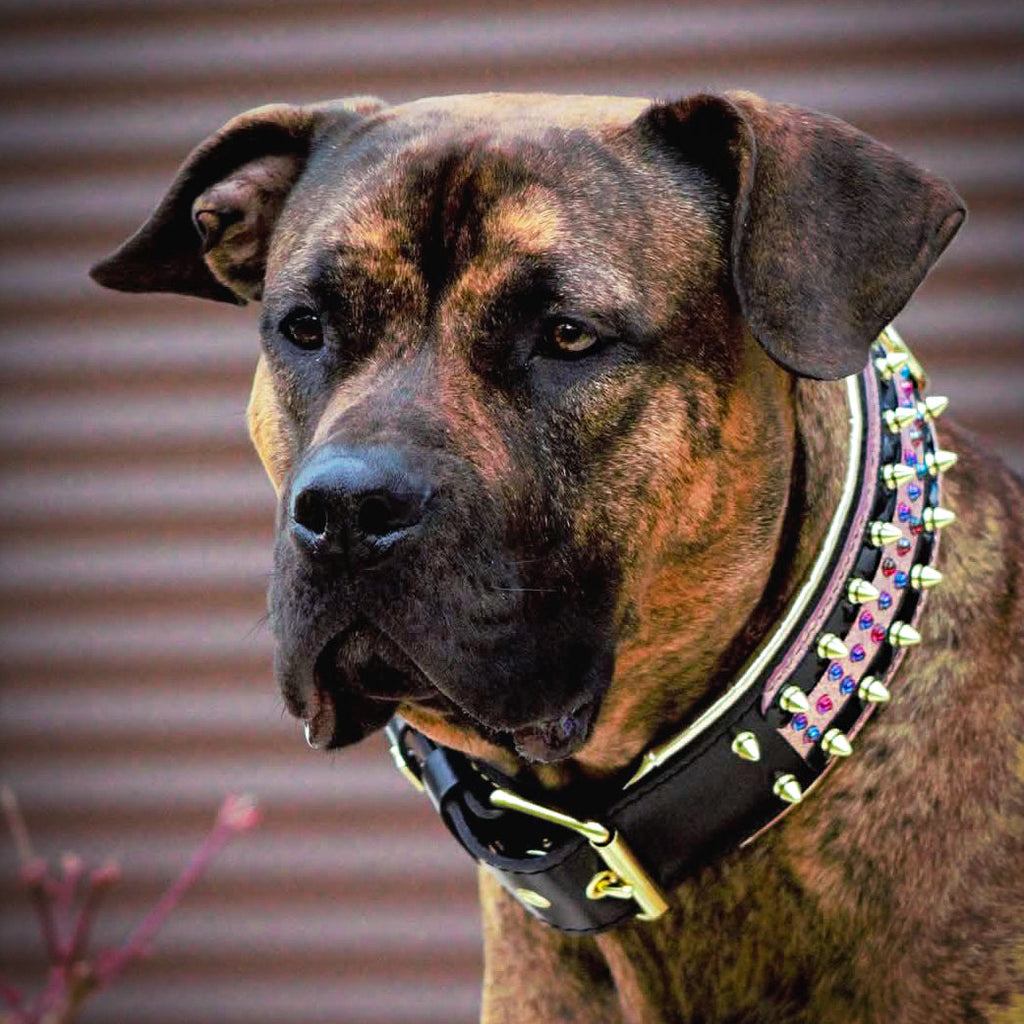 The Candy Dog Collar Black by Bestia Dog Gear