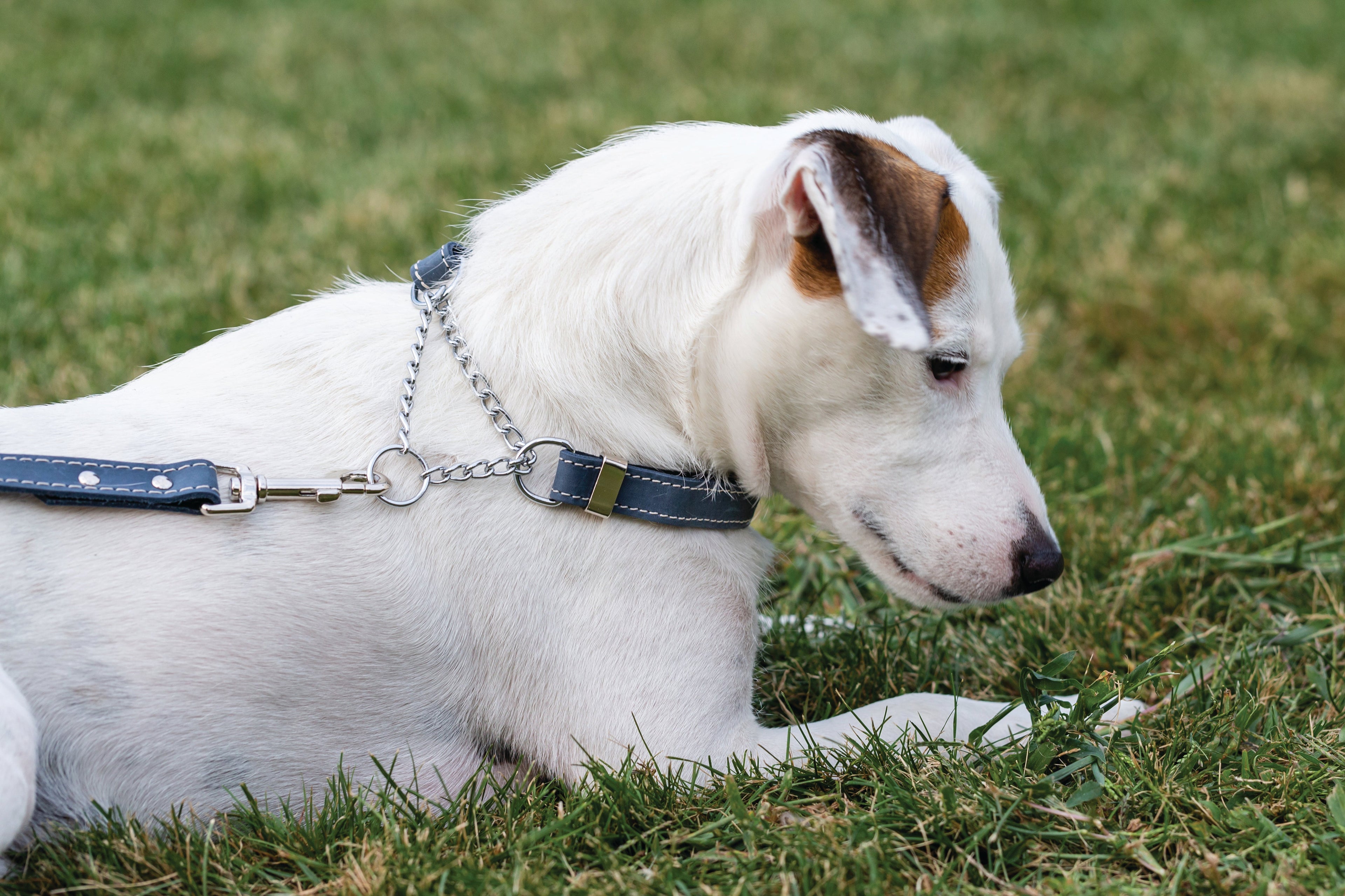 Martingale Blue Jeans Leather Dog Collar by Euro-Dog Collars and Leads