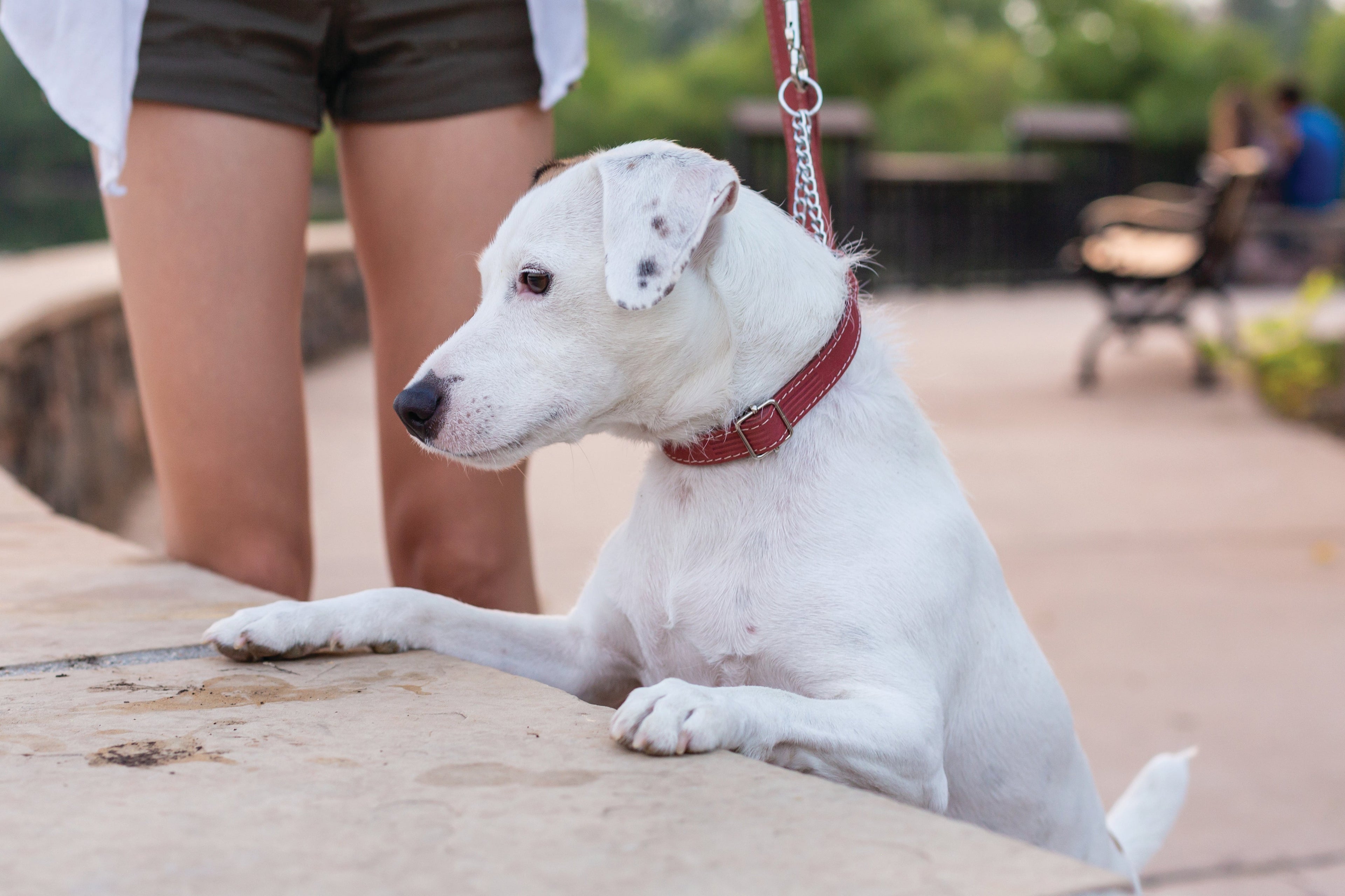 Martingale Coral Reef Leather Dog Collar by Euro-Dog Collars and Leads