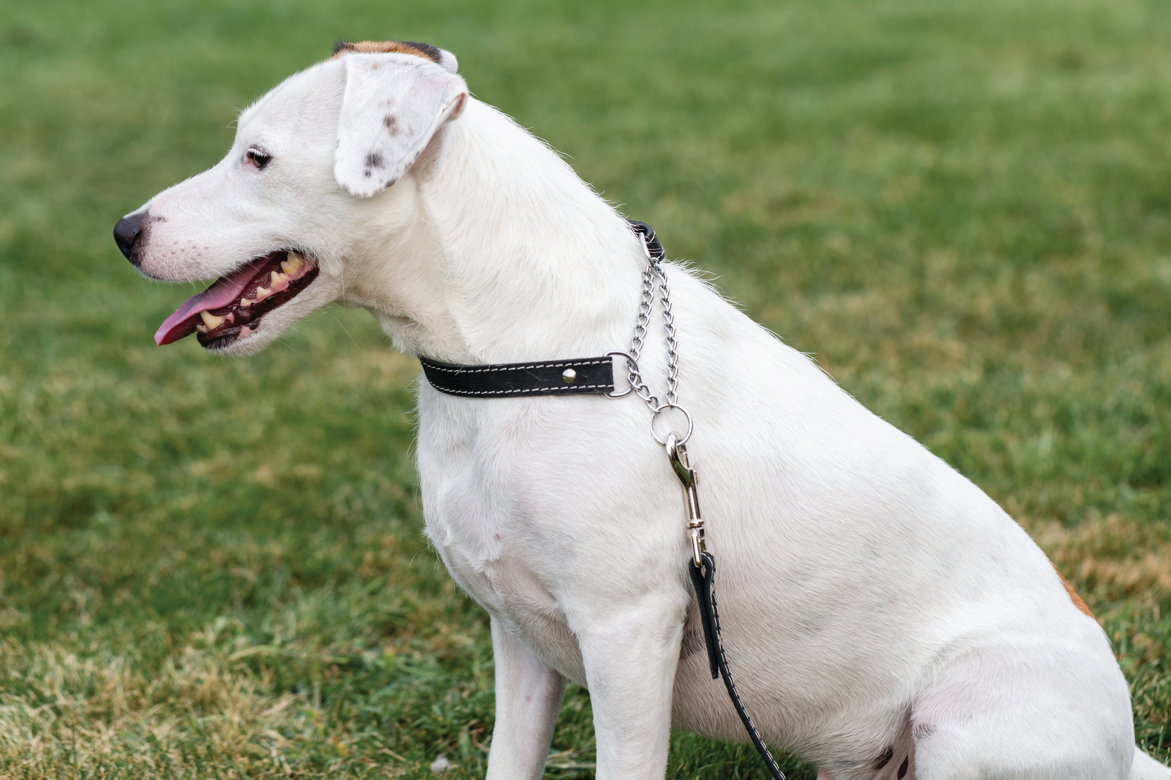 Martingale Midnight Black Leather Dog Collar by Euro-Dog Collars and Leads