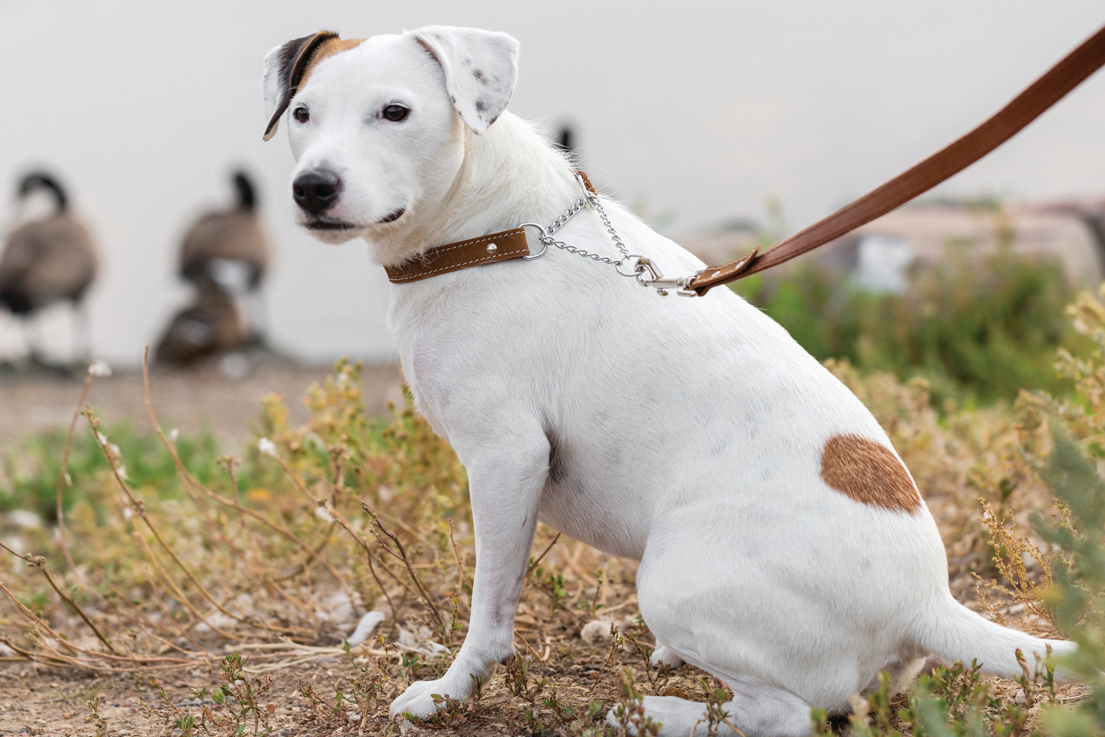 Martingale Earth Brown Leather Dog Collar by Euro-Dog Collars and Leads