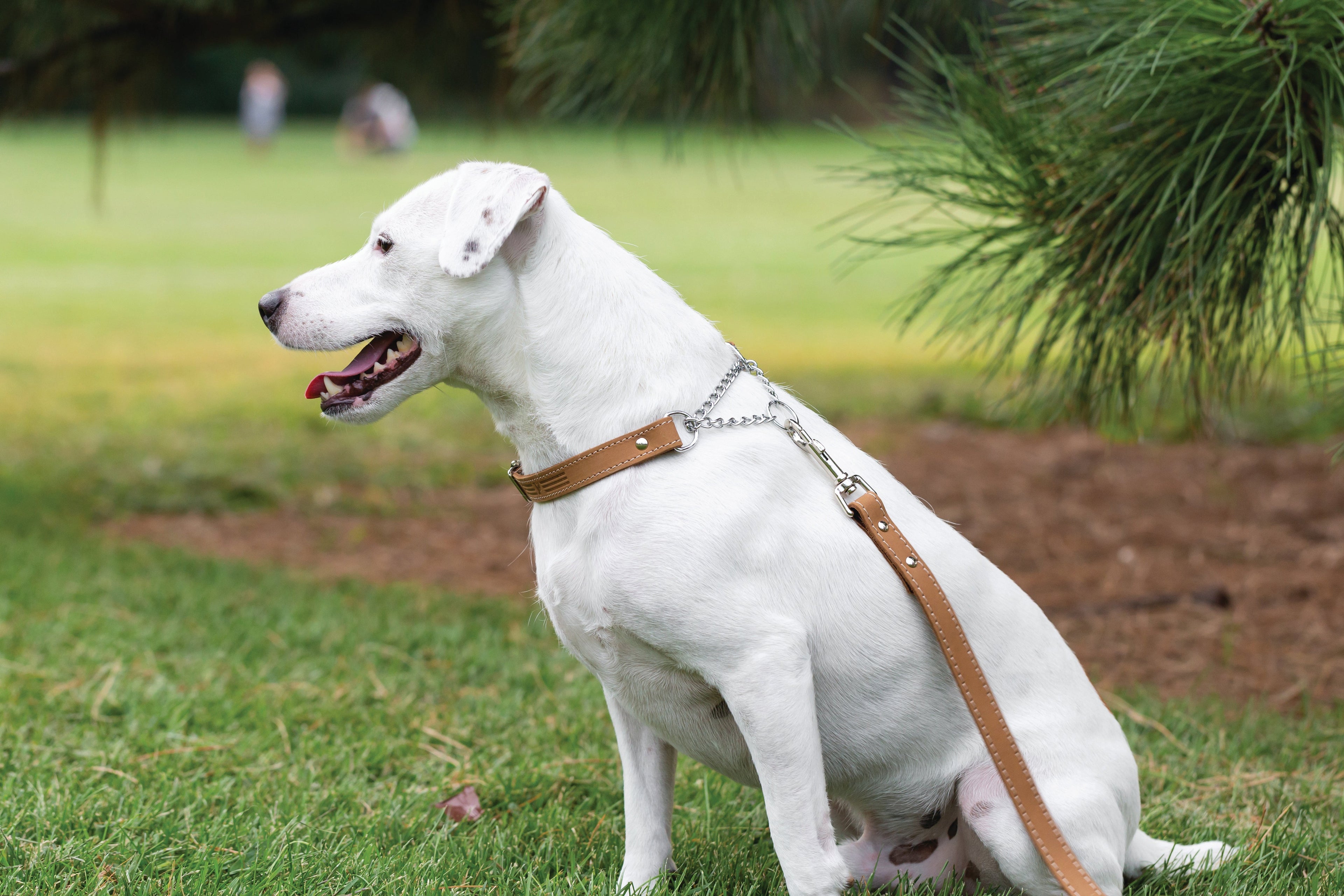 Martingale Khaki Leather Dog Collar by Euro-Dog Collars and Leads