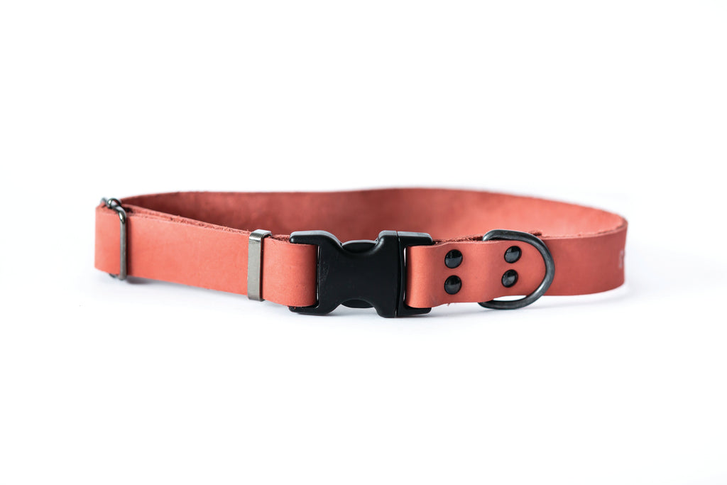 Sport Style Coral Reef Leather Dog Collar by Euro-Dog Collars and Leads