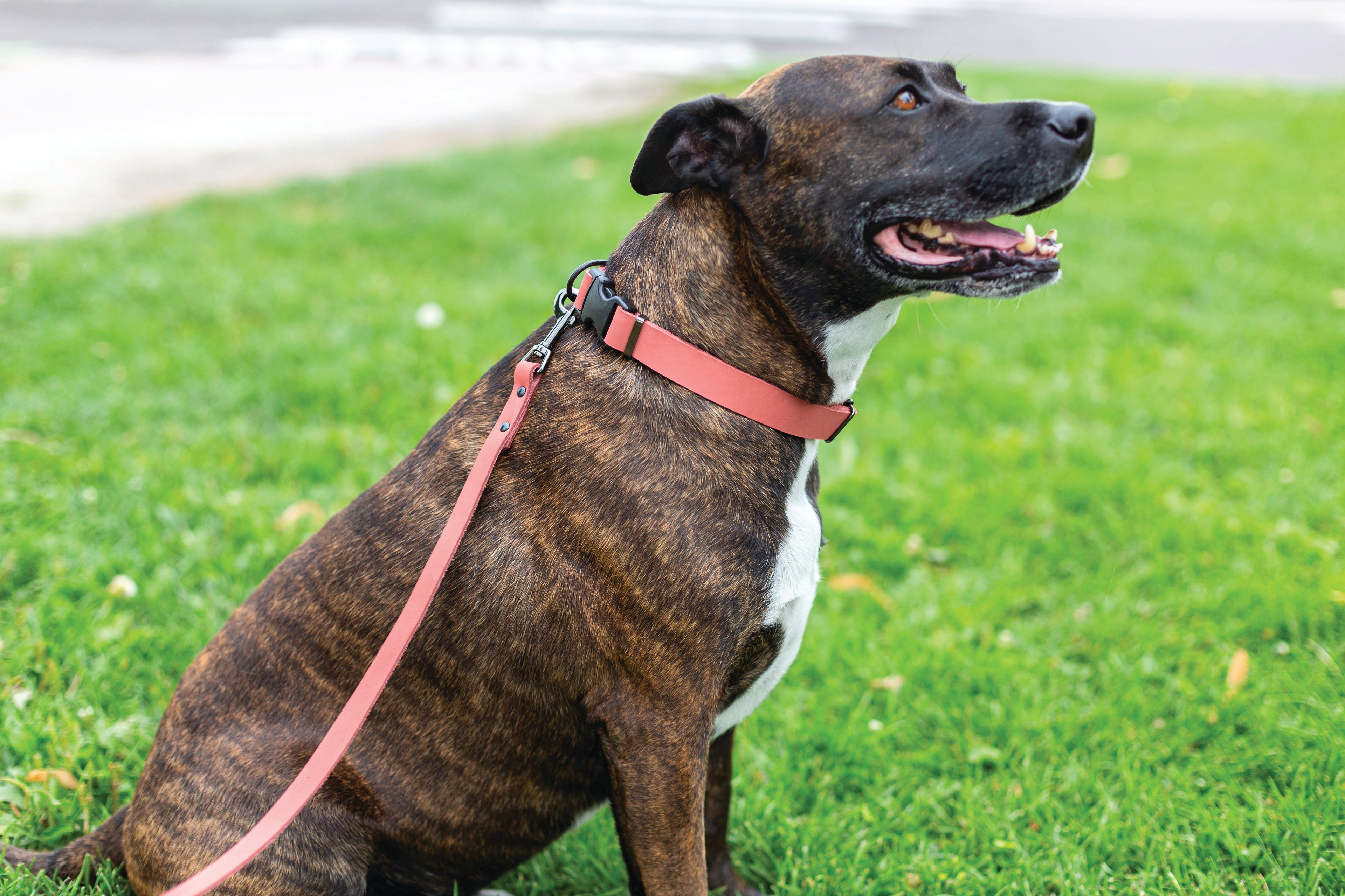 Sport Style Coral Reef Leather Dog Collar by Euro-Dog Collars and Leads