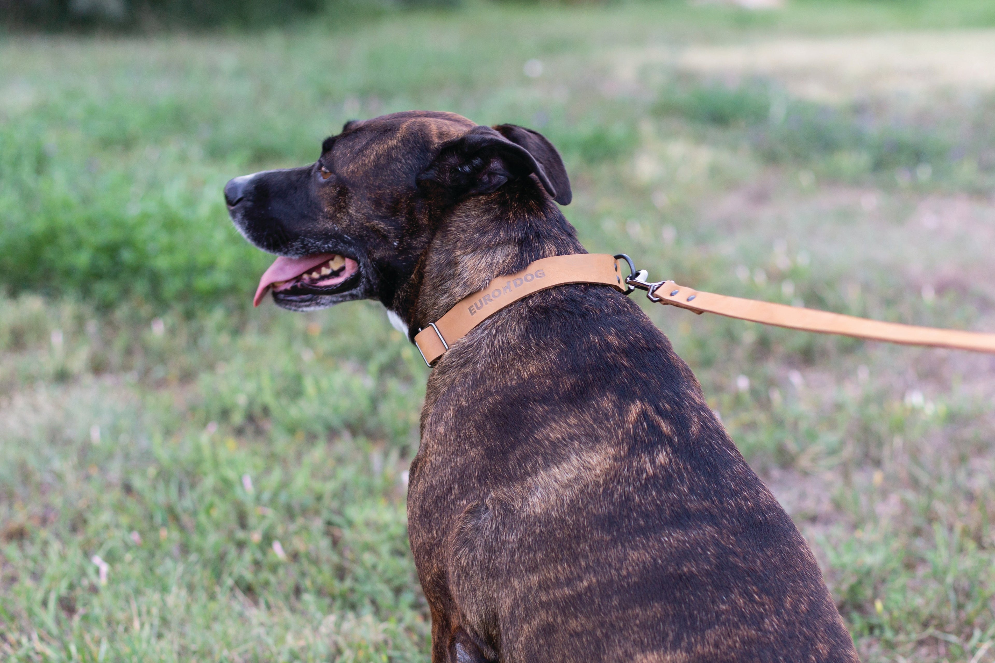 Sport Style Khaki Leather Leash by Euro-Dog Collars and Leads