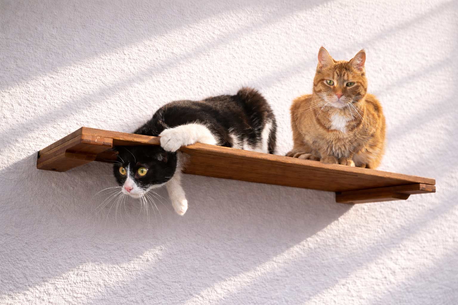 Wall Mounted Cat Shelf