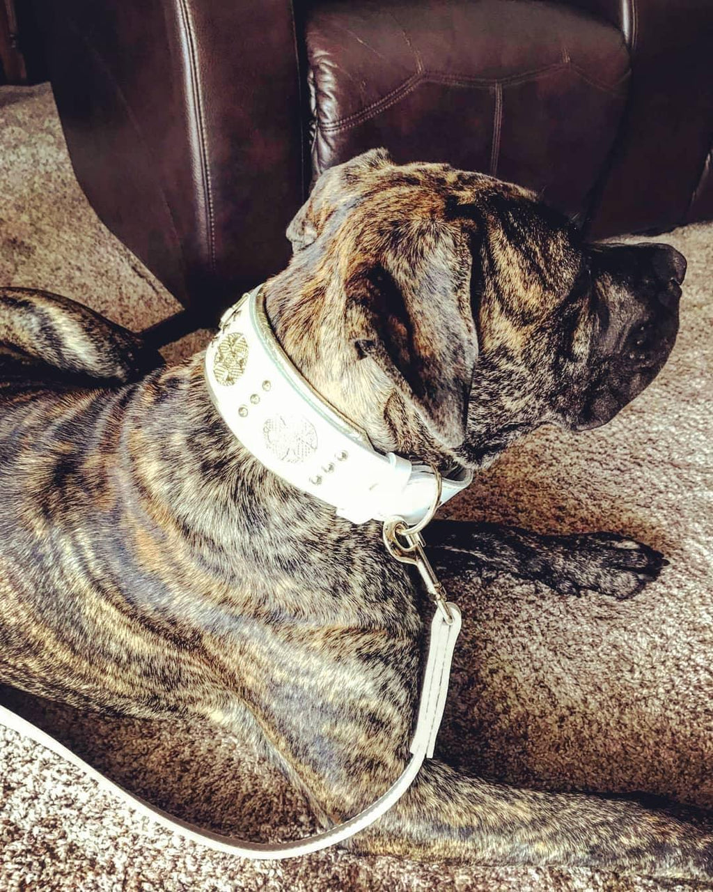 The "Maximus" leash white & gold by Bestia Dog Gear